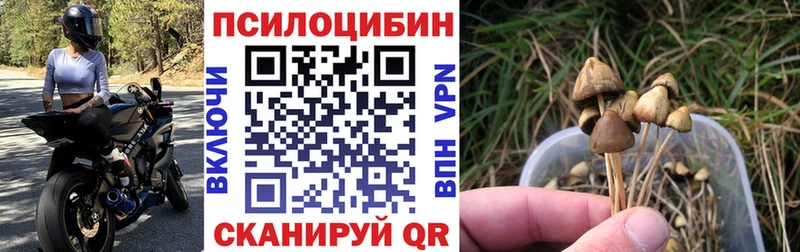 Галлюциногенные грибы ЛСД где продают Елизово